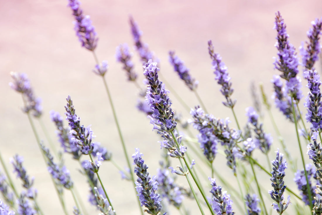 Lavender Essential Oil for Stress Relief: Aromatherapy and Beyond