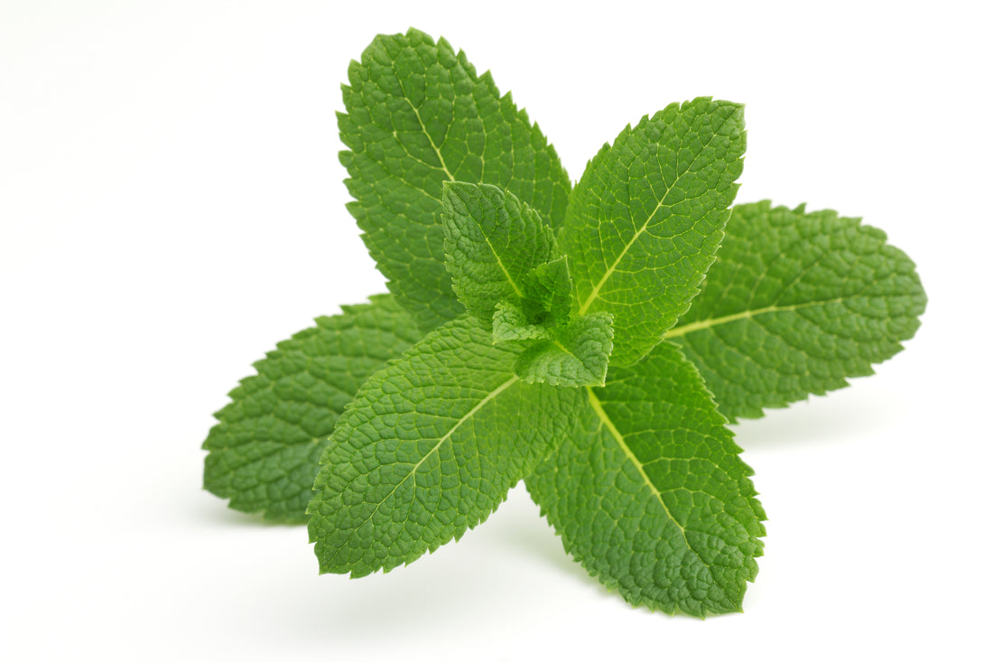 10 Ways to Use Peppermint Oil + 3 Popular DIY Recipes